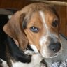 Profilbild von Happybeaglemom