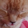 Profilbild von 🇨🇦 🤗Mιɱι & DυႦʅιɳ😻 ✝️✡️🇮🇱🇬🇧🚜🎶