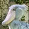 金井義衛（髪結新三改メ）'s profile picture