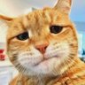 塔斯's profile picture