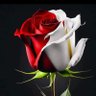 Profilbild von لواء القدس