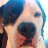 Фото профиля doggy channel