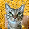 NaeNaeKitty.ETH's profile picture