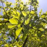 _ar_tree's profile picture