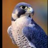 Falcão peregrino 🇧🇷🇮🇱🇺🇸 的头像