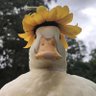 你的豚 profil fotoğrafı