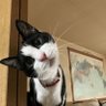 お吟 profil fotoğrafı