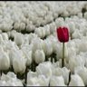 Bisoo profil fotoğrafı
