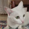CAT's profile picture