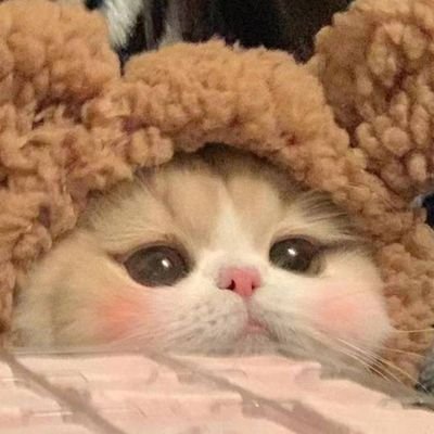 唤真真儿's profile picture