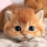 Profilbild von ひなた