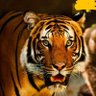 tiger 的头像