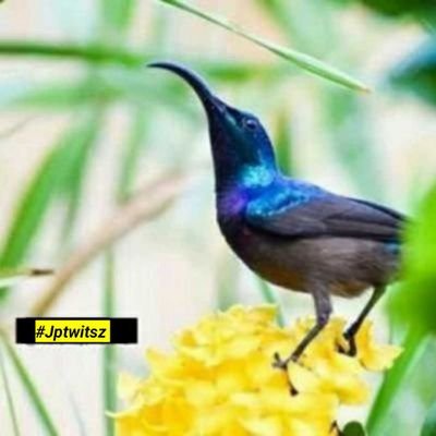 JpTwitsz's profile picture