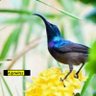 ஏதிலிக்குருவி 🐦 的头像