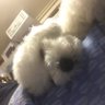 HIRO🐰🍒 profil fotoğrafı