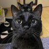 Profilbild von 黒猫