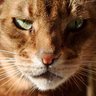 わんことにゃんこ好き【アイコン怒りモードに替えました】 profil fotoğrafı