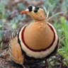 سام profil fotoğrafı