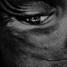 Wardnoos's profile picture