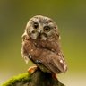 Li profil fotoğrafı