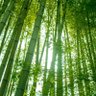 竹林(ちくりん) profil fotoğrafı