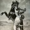 Bucephalus's profile picture