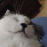 GSLSUL's profile picture