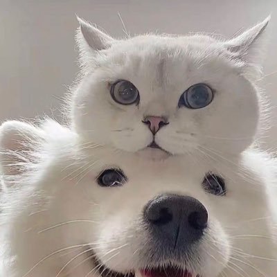 Yohaha2451's profile picture