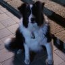 Daisy profil fotoğrafı