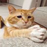 benji 的头像