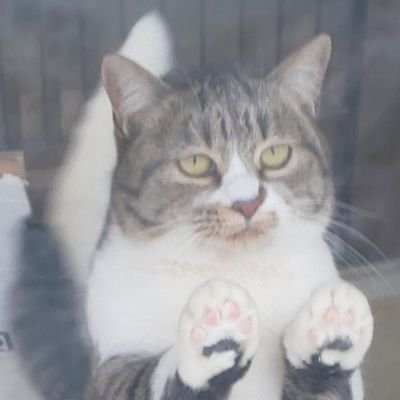 il3j9QLKWgmaRAd's profile picture