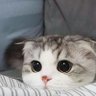 ねこう 的头像