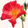 Fraisebasilic profil fotoğrafı