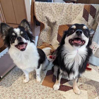 あさ@タクドラ🚕🐶🌈's profile picture