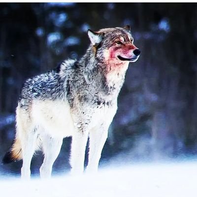 Wolf Empiree's profile picture