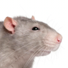 Rat profil fotoğrafı