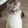 昼休みのねこ 的头像