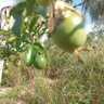 Stella Maris profil fotoğrafı