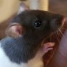 Фото профиля 🐀 Ratherine