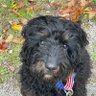 Profilbild von fivekidsnadog