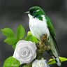 أبن حسن profil fotoğrafı