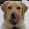Profilbild von Budreaux