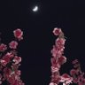 منيره الحوشان . profil fotoğrafı