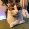 Profilbild von 三毛猫「めい」たん@しおけい