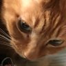ネコと婆の穴ぐら 的头像