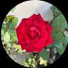 الجوهره ❤️'s profile picture