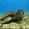 fuτileτurtle 🐢's profile picture