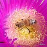 LadyBee🐝 profil fotoğrafı