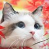jomos's profile picture