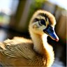 Sir Flappy the Duck KFC profil fotoğrafı